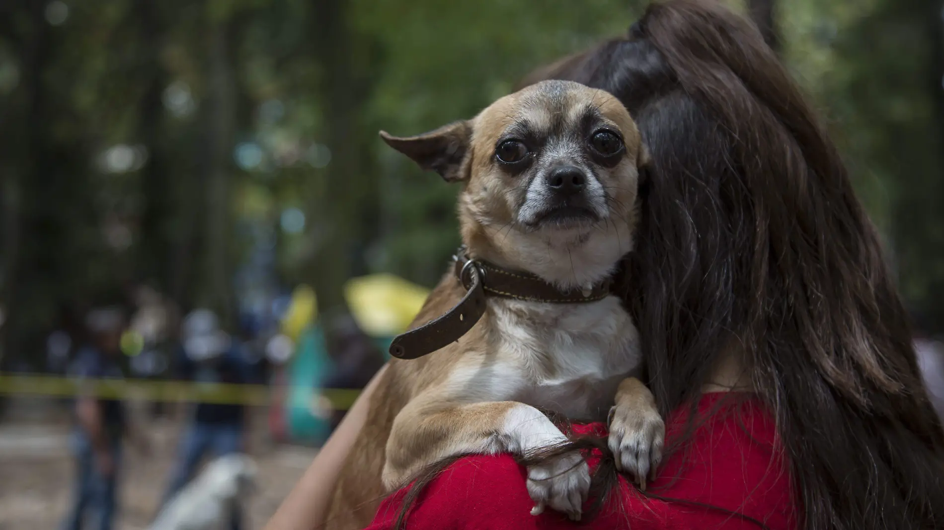 Perro. Foto. Christian Serna